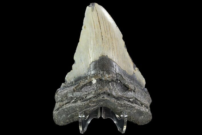 Bargain, Fossil Megalodon Tooth - North Carolina #92435